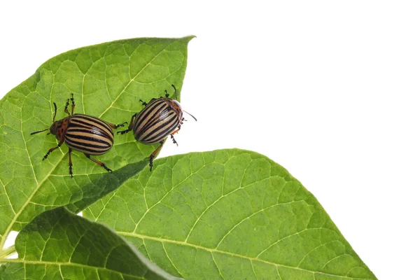 Dos Escarabajos Patata Colorado Sobre Planta Verde Sobre Fondo Blanco —  Fotos de Stock