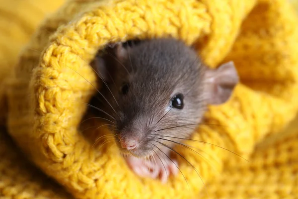 Niedliche Kleine Ratte Gelben Strickkarierten Eingewickelt Nahaufnahme — Stockfoto