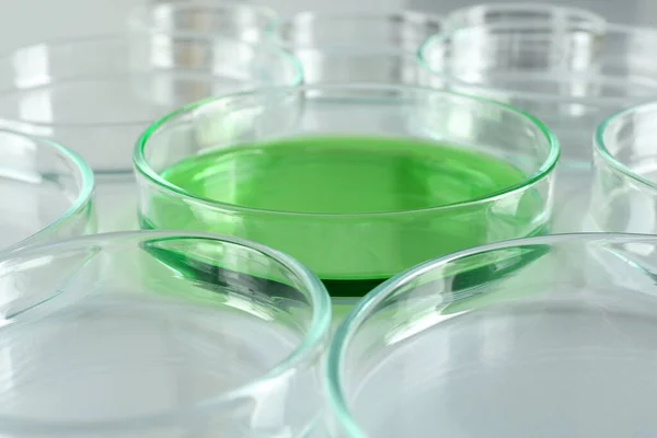 Placa Petri Com Líquido Verde Entre Vazios Mesa Branca Close — Fotografia de Stock