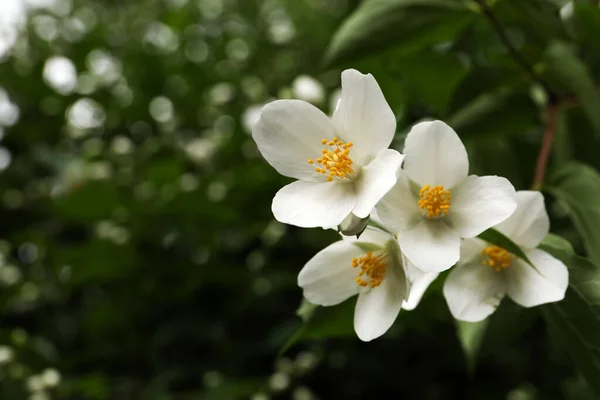 Closeup View Beautiful Jasmine Flowers Outdoors Space Text — Stock Photo, Image