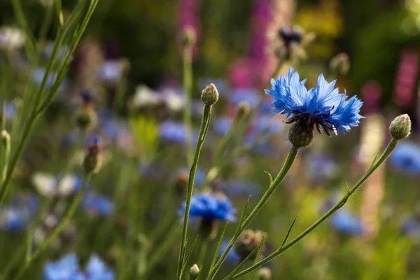 Hermoso Aciano Azul Aire Libre Día Verano Primer Plano — Foto de Stock