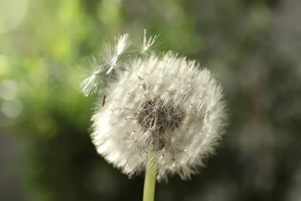 美丽的蒲公英花在模糊的绿色背景上 — 图库照片