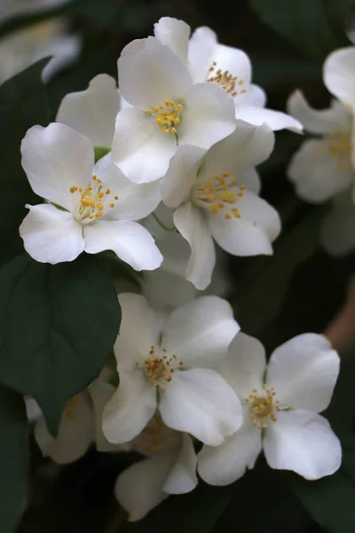 Closeup View Beautiful Blooming White Jasmine Shrub Outdoors — Stock Photo, Image