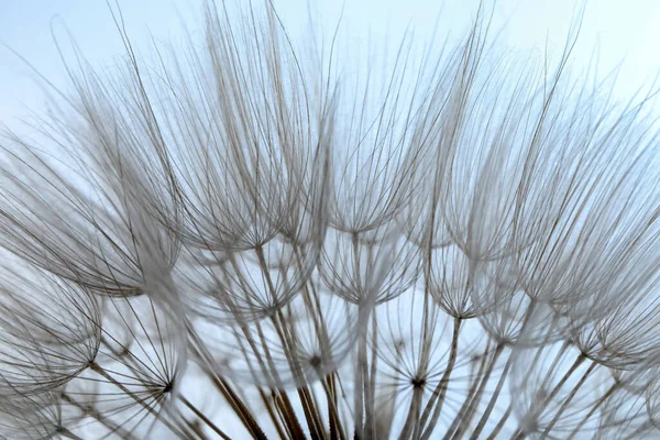 Güzel Pofuduk Karahindiba Çiçeği Arka Planda Yakın Plan — Stok fotoğraf