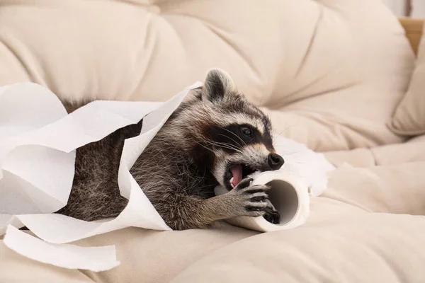 Lindo Mapache Travieso Jugando Con Papel Higiénico Sofá — Foto de Stock