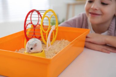 Evde tatlı hamsterla oynayan küçük kız, evcil hayvana odaklan.