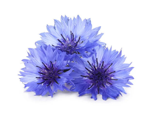 白で隔離された美しい柔らかい青の花 — ストック写真