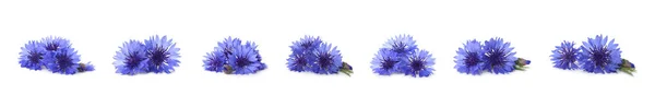 Набір Красивими Синіми Квітками Білому Тлі Дизайн Прапора — стокове фото