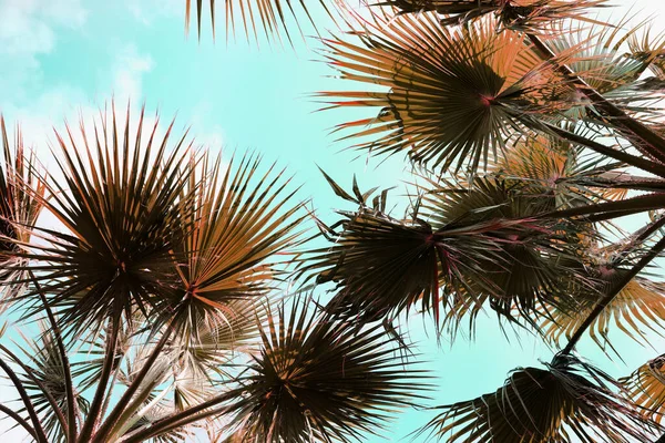 Hermosas Palmeras Aire Libre Soleado Día Verano Vista Fondo Tonificación — Foto de Stock