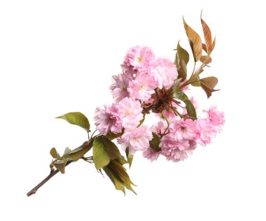 Beyaz üzerinde pembe çiçekli güzel sakura ağacı dalı