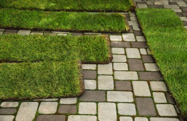 Açılmış çimenler arka bahçedeki kaldırımlarda.