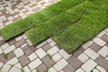 Açılmış çimenler arka bahçedeki kaldırımlarda.