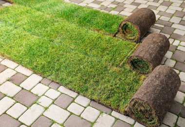 Arka bahçedeki kaldırımlarda bir sürü çimen var.
