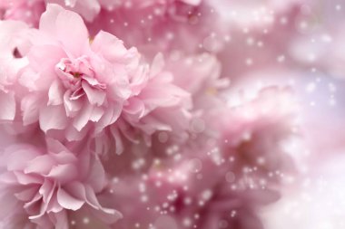 Güzel pembe sakura çiçekleri bulanık arka planda, yakın planda