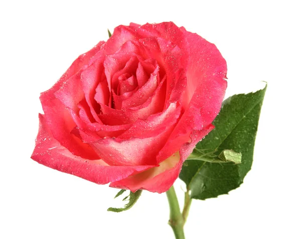 Цветок Розовой Розы Каплями Воды Изолирован Белом — стоковое фото