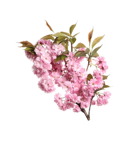 Vacker Sakura Trädgren Med Rosa Blommor Isolerad Vit — Stockfoto