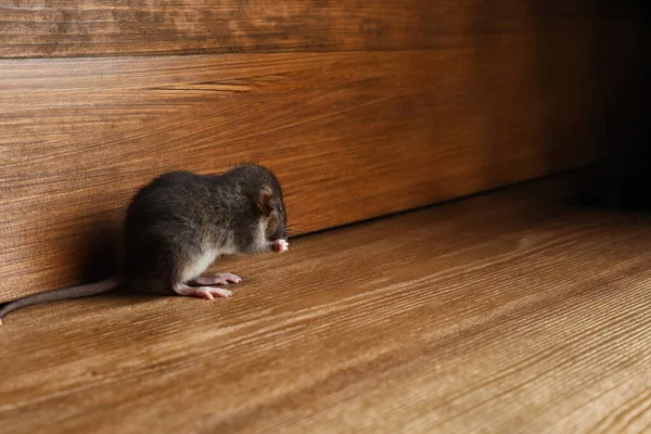 Pequeña Rata Marrón Cerca Pared Madera Suelo Espacio Para Texto — Foto de Stock