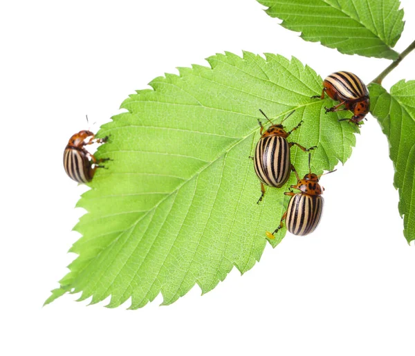 绿叶上的许多有色马铃薯甲虫 背景是白色的 — 图库照片