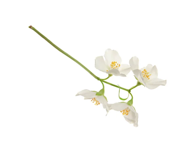 Yasemin Bitkisinin Güzel Çiçekleri Beyazda Izole Edilmiş — Stok fotoğraf