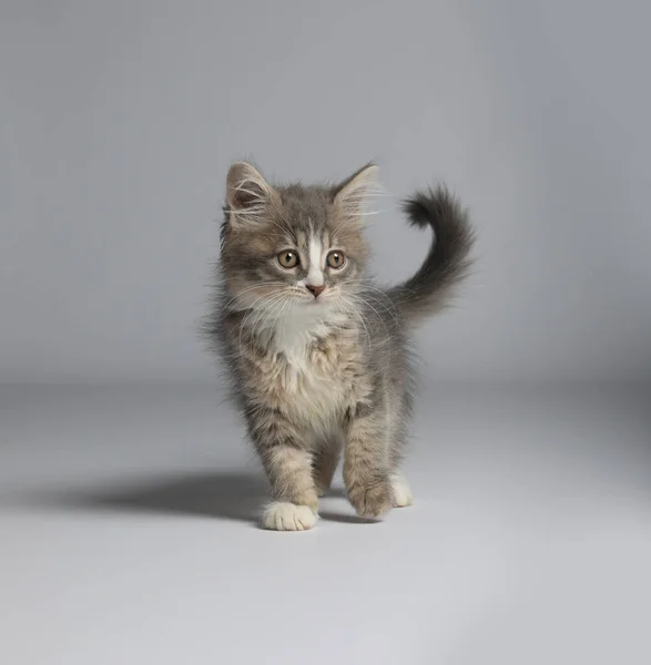 Cute Fluffy Kitten White Background Baby Animal — Stock Photo, Image