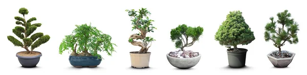 Conjunto Com Diferentes Belas Árvores Bonsai Sobre Fundo Branco Design — Fotografia de Stock