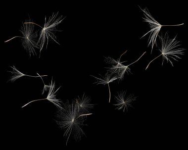 Birçok karahindiba tohumu siyah arkaplanda uçuşuyor.