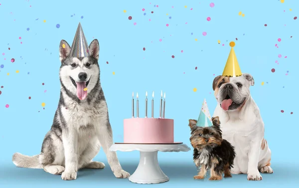 Lindos Perros Con Sombreros Fiesta Delicioso Pastel Cumpleaños Sobre Fondo —  Fotos de Stock