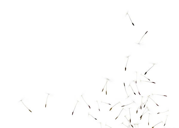 Mnoho Pampeliška Semena Létání Bílém Pozadí — Stock fotografie