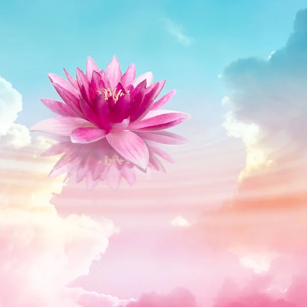 Lotus Flottant Magnifique Reflet Ciel Avec Des Nuages Pelucheux Sur — Photo