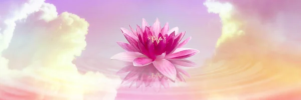 Schwebender Schöner Lotus Und Spiegelung Des Himmels Mit Flauschigen Wolken — Stockfoto