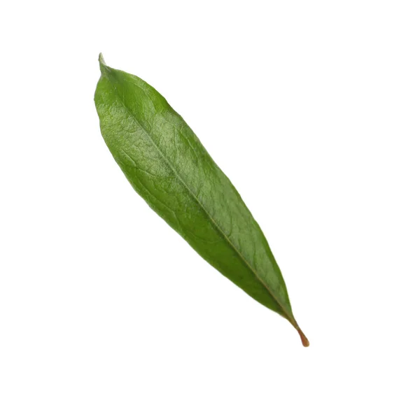白に孤立したザクロの植物の緑の葉 — ストック写真