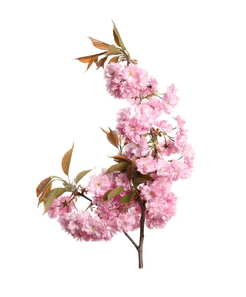 Ramo Árvore Sakura Bonita Com Flores Rosa Isolado Branco — Fotografia de Stock