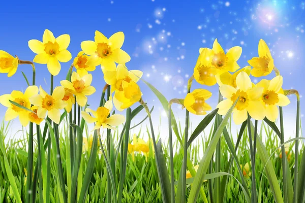 Krásné Žluté Narcisy Venku Slunečného Dne — Stock fotografie