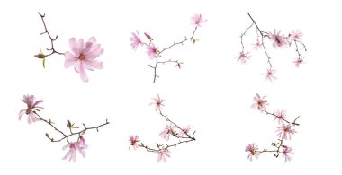 Beyaz arka planda güzel çiçekli manolya ağacı dalları, kolaj. Pankart tasarımı