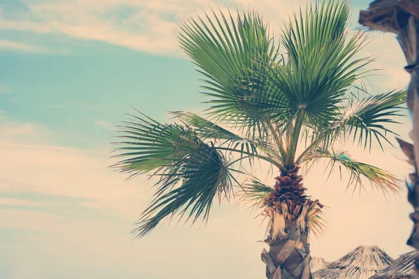 Schöne Aussicht Auf Palmen Freien Sonnigen Sommertagen Stilisierte Farbtonung — Stockfoto