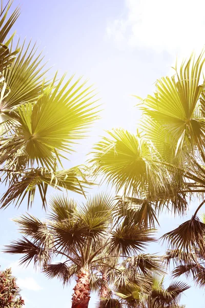 Schöne Aussicht Auf Palmen Freien Sonnigen Sommertagen Stilisierte Farbtonung — Stockfoto