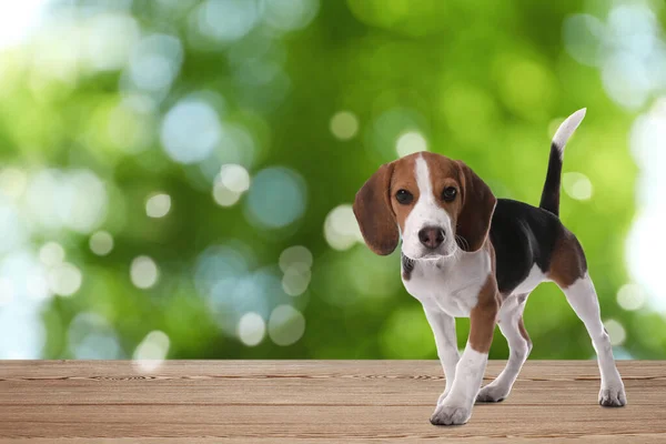 Lindo Cachorro Beagle Superficie Madera Aire Libre Efecto Bokeh Adorable — Foto de Stock