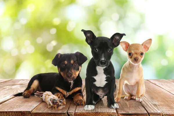 Cute Puppies Wooden Surface Outdoors Bokeh Effect Adorable Pets — Stock Photo, Image