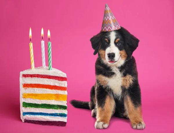 Parti Şapkalı Şirin Köpek Pembe Arka Planda Lezzetli Bir Doğum — Stok fotoğraf