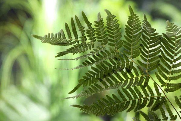 Bulanık Arka Planda Güzel Tropikal Eğreltiotu Yaprağı — Stok fotoğraf