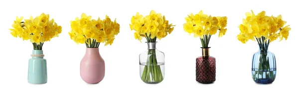 Conjunto Com Belos Narcisos Amarelos Vasos Sobre Fundo Branco Design — Fotografia de Stock