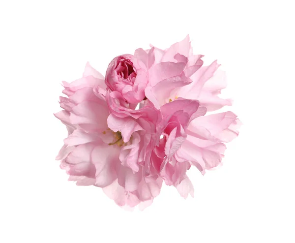 Vackra Rosa Sakura Blommor Isolerade Vit — Stockfoto