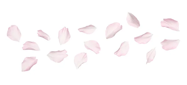 Beaux Pétales Roses Fleur Sakura Isolés Sur Blanc — Photo