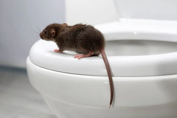 Rat Toiletpot Badkamer Bestrijding Van Plagen — Stockfoto