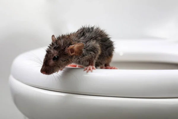 Rat Humide Sur Cuvette Des Toilettes Dans Salle Bain Gros — Photo