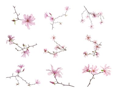 Beyaz arka planda güzel çiçekli manolya ağacı dalları, kolaj 