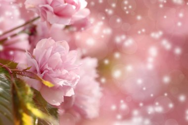 Bulanık arka planda güzel pembe sakura çiçekleri, yakın plan. Metin için boşluk