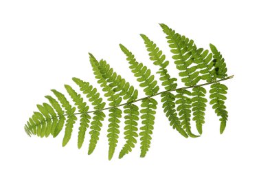 Güzel tropikal eğreltiotu yaprağı beyazda izole edilmiş