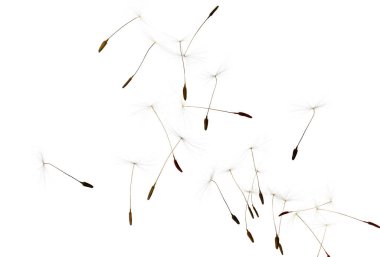 Beyaz arka planda uçuşan bir sürü karahindiba tohumu