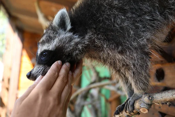 Voluntário Com Guaxinim Bonito Abrigo Animais — Fotografia de Stock